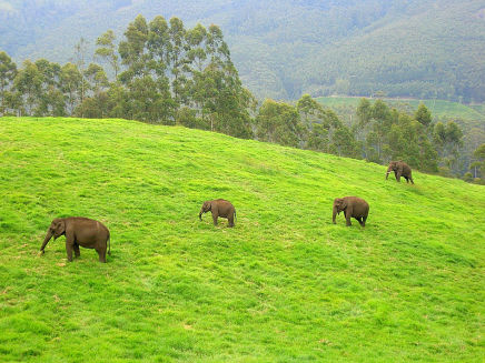 Elephants Munnar